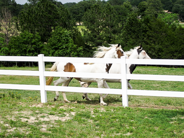 Hilltop Lakes Stables