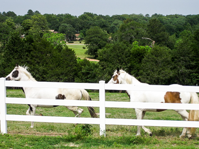 Hilltop Lakes Stables