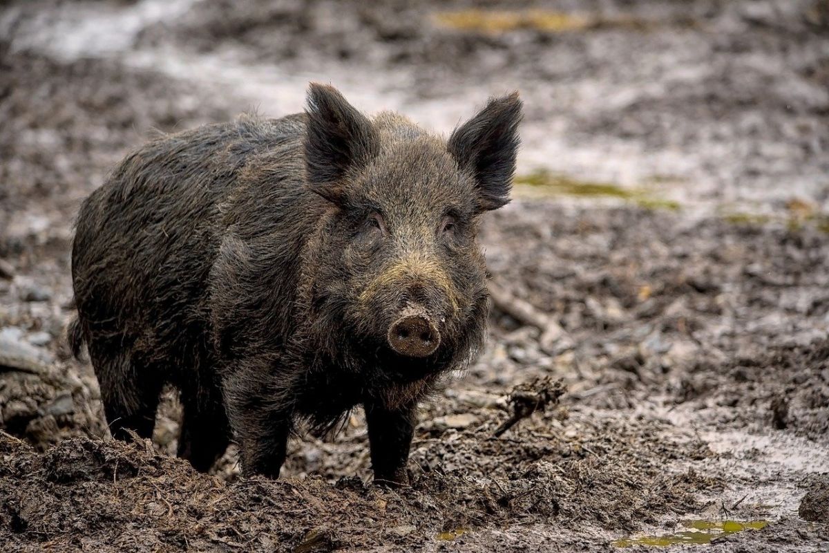 Hilltop Lakes Wild Hog